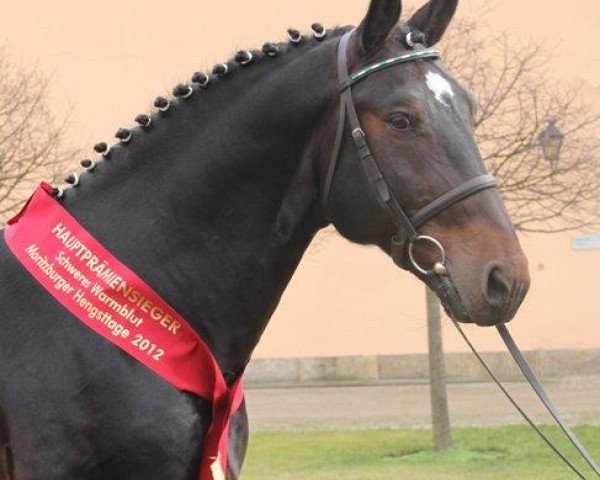 stallion Celsius (Sachs-door. Heavy Warmbl., 2007, from Celtis)