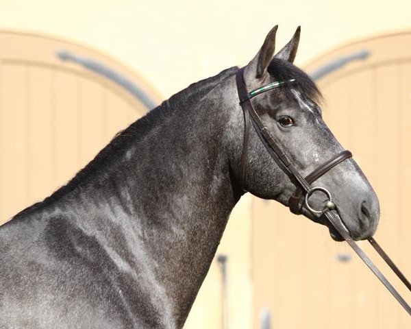 stallion Edelstein (Sachs-door. Heavy Warmbl., 2008, from Edano I Mo 1454)