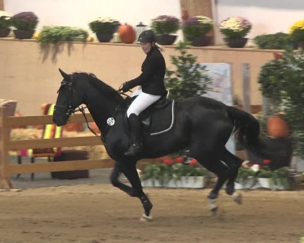 Reitturnier München-Riem 2015