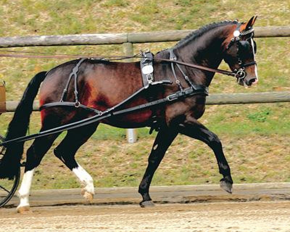 Deckhengst Lord Brown (Schweres Warmblut, 2000, von Lord I 1446)