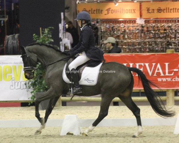 horse Reichs Graf Fast (French Pony, 2005, from Viersen K) horse Reichs Graf Fast (French Pony, 2005, from Viersen K)
