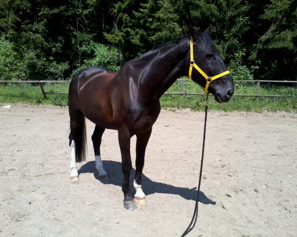 Pferd Woody (Westfale, 1995, von Weinberg)