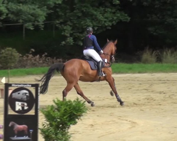 Reitturnier Viersen-Dülken 2016