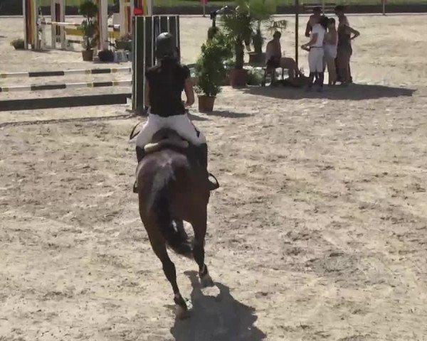 Reitturnier Ingolstadt-Hagau 2016