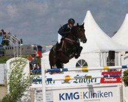 stallion Quick Lord Z (Zangersheide riding horse, 2001, from Quick Star)