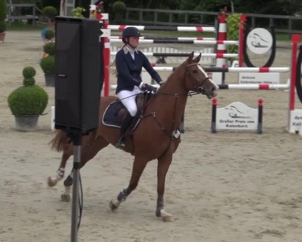Reitturnier Kalenborn Hegehof 2016