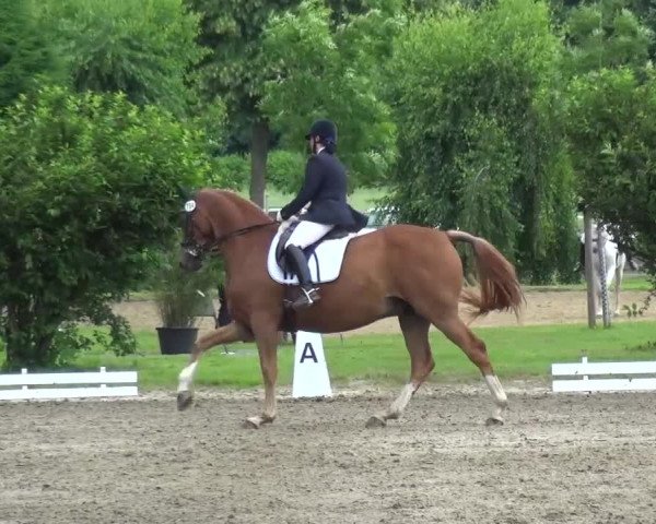 Reitturnier Viersen-Dülken 2016