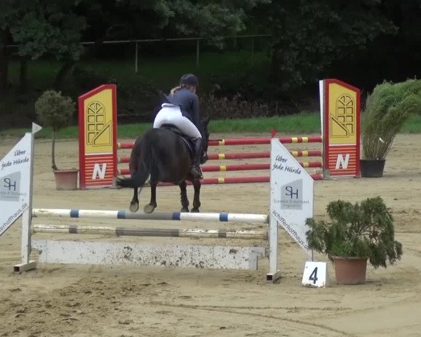 Reitturnier Viersen-Dülken 2016