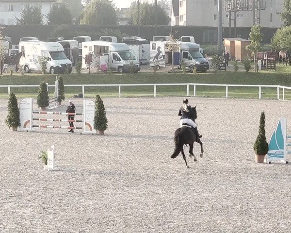 Pferdesporttage Bülach 2021