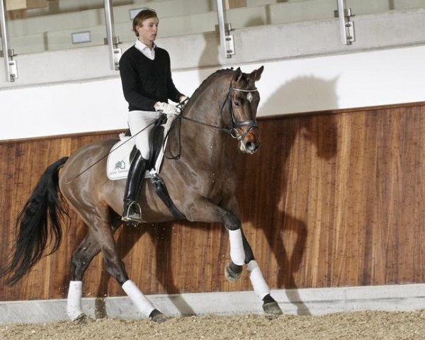 stallion Cassitano (Holsteiner, 2006, from Casado)