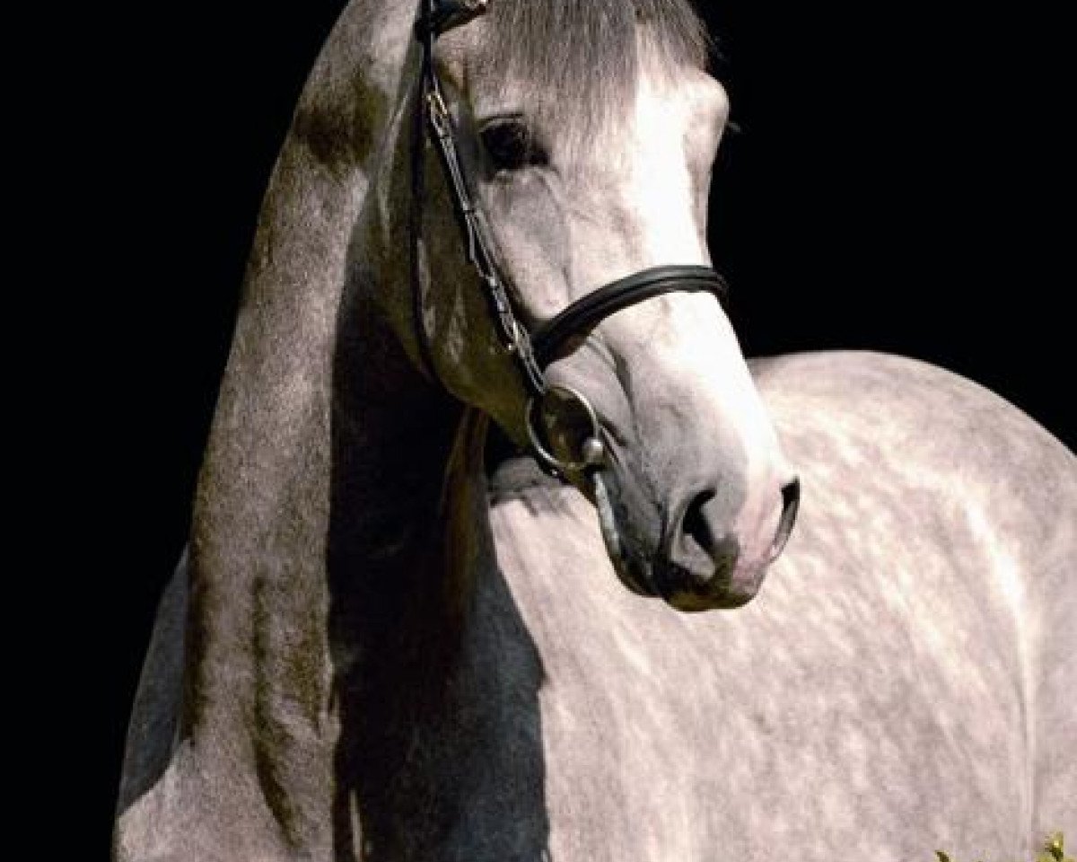 stallion Charilan (Hanoverian, 2004, from Calido I)