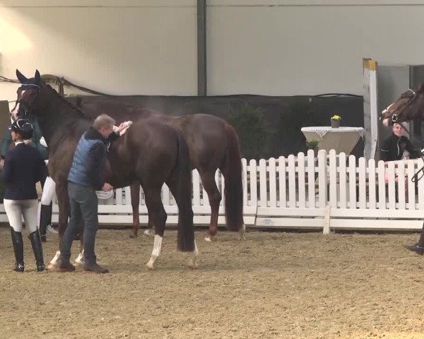 Reitturnier Saarlouis 2018