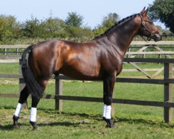 Deckhengst Future Illusion (Großbritannien Warmblut, 2004, von Fleetwater Opposition)