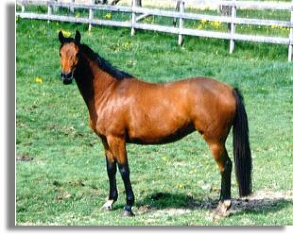 broodmare Catherine (Trakehner, 1989, from Impulsivo xx) broodmare Catherine (Trakehner, 1989, from Impulsivo xx)