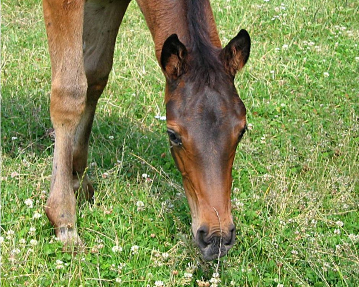 horse Pacino (Trakehner, 2009, from Kaiserkult TSF)