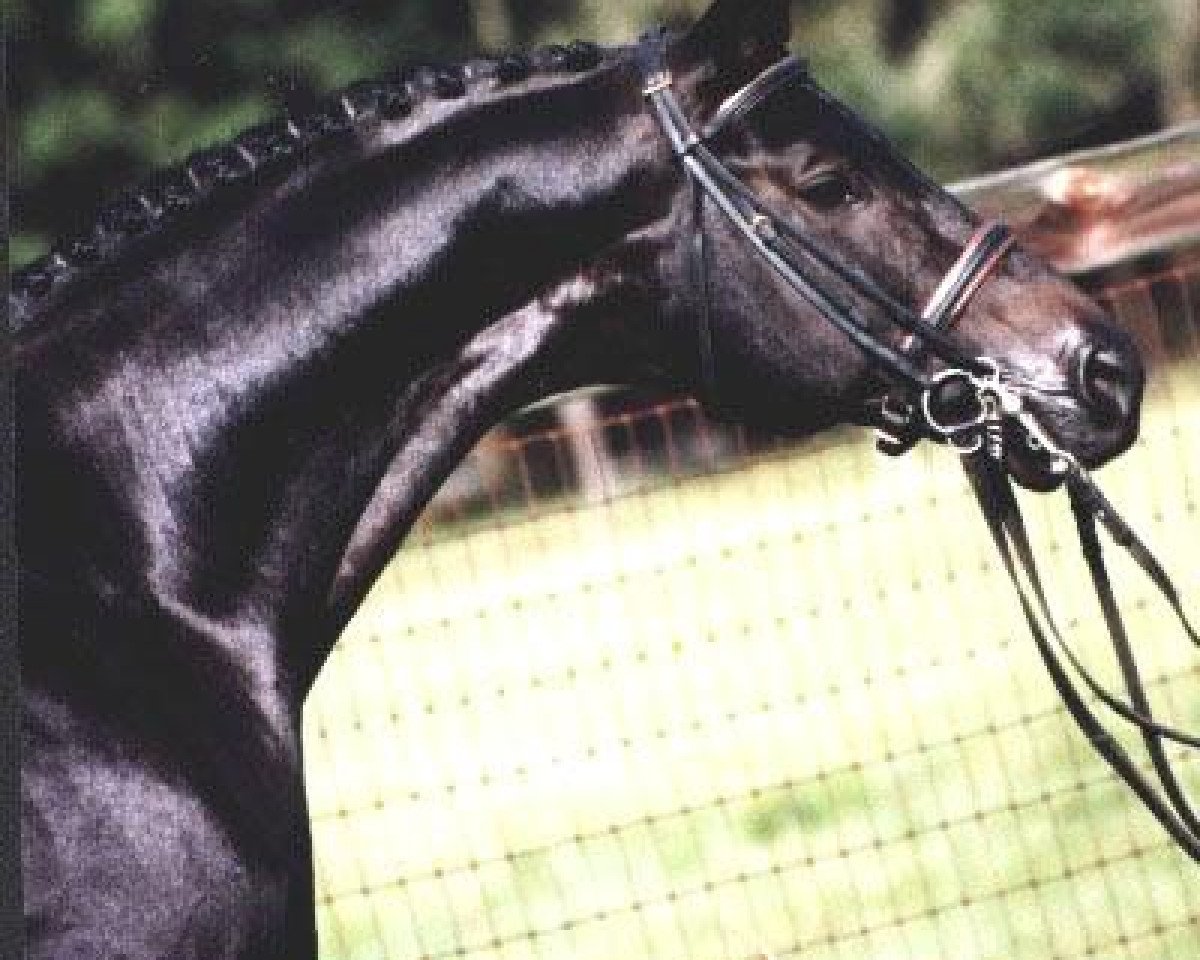 Étalon reproducteur Hailo (Trakehner, 1986, de Anduc)