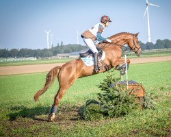 jumper Diradelle (Westphalian, 2016, from Diathago)