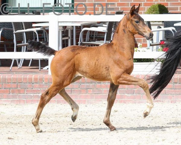 Pferd Just Dance (Hannoveraner, 2021, von Jovian)
