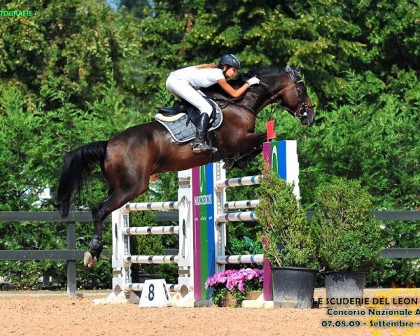 jumper Ascano (Trakehner, 1998, from Aspirant) jumper Ascano (Trakehner, 1998, from Aspirant)