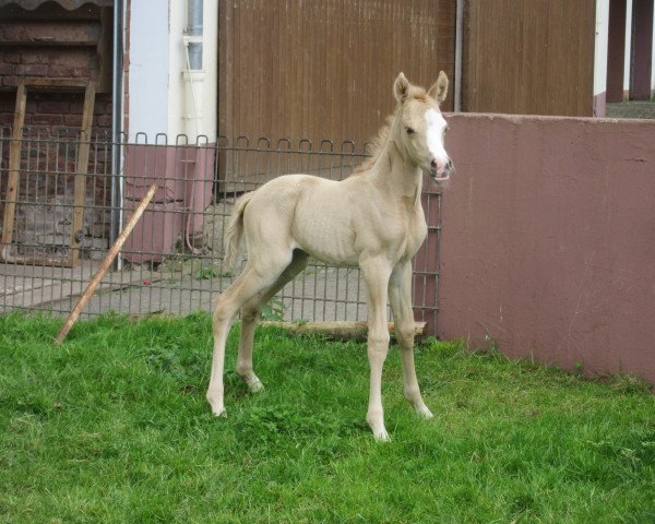 Pferd Daila Chanel RH (Deutsches Reitpony, 2021, von Dating AT NRW)
