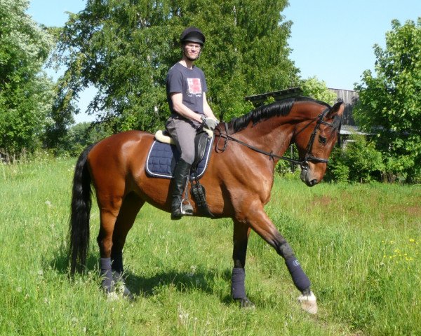 jumper Codex (Westphalian, 2002, from Co-Pilot)