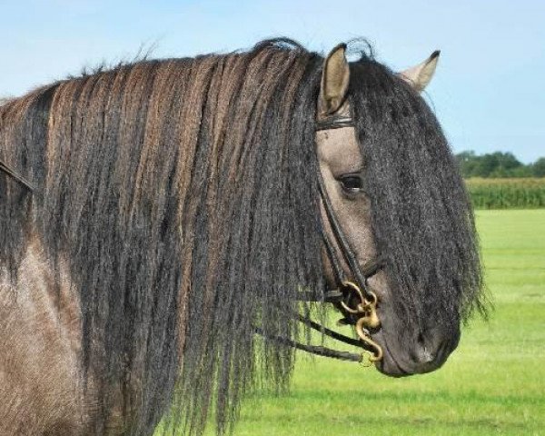 horse Fionan (Highland Pony, 2004, from Falcon Frost of Sauchrie) horse Fionan (Highland Pony, 2004, from Falcon Frost of Sauchrie)
