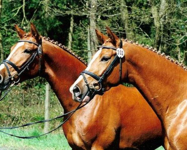 broodmare Belle mademoiselle Go (Trakehner, 1998, from Maizauber)