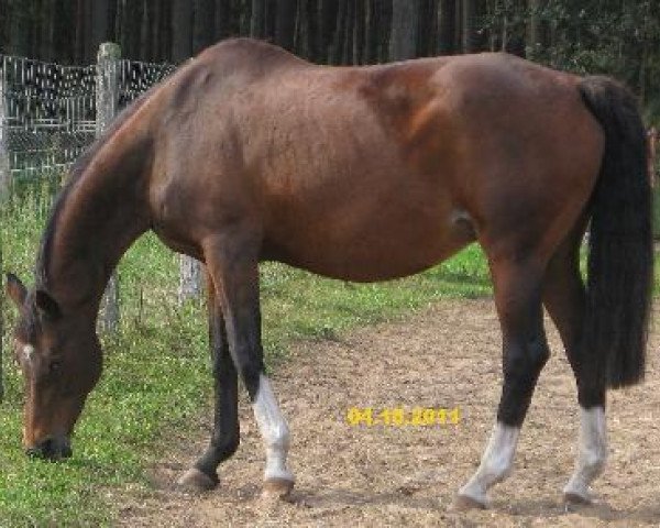 broodmare Helena XXIV (Trakehner, 1989, from Itaxerxes)