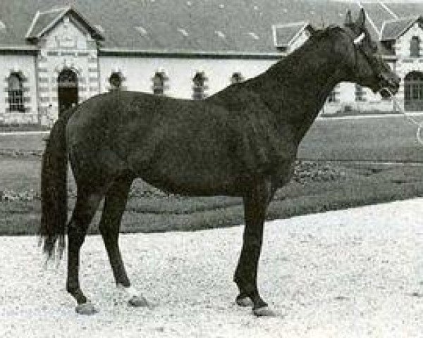 stallion Sire xx (Thoroughbred, 1965, from Mourne xx) stallion Sire xx (Thoroughbred, 1965, from Mourne xx)