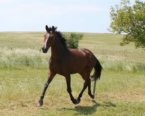 dressage horse Pallio (Trakehner, 2001, from Monteverdi)