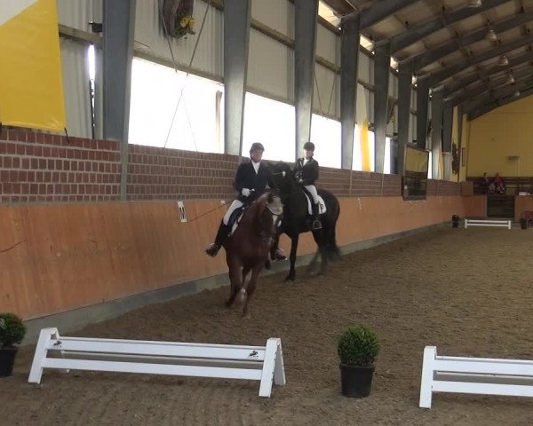 Reitturnier Frechen-Grefrath - Sonnenhof 2018