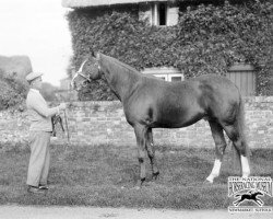 Deckhengst Felstead xx (Englisches Vollblut, 1925, von Spion Kop xx)