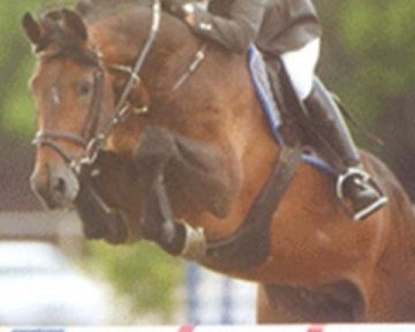 stallion Carving (Holsteiner, 1998, from Calando I)