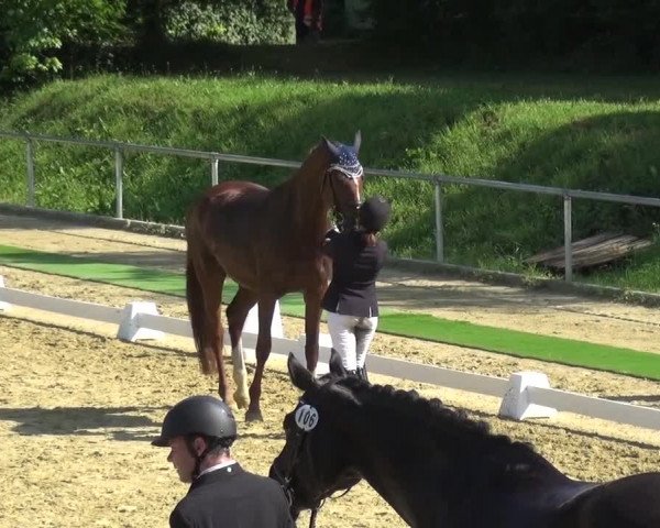 Reitturnier Ladenburg 2018