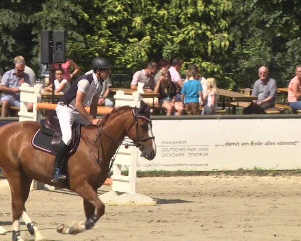 Reitturnier Viernheim 2018