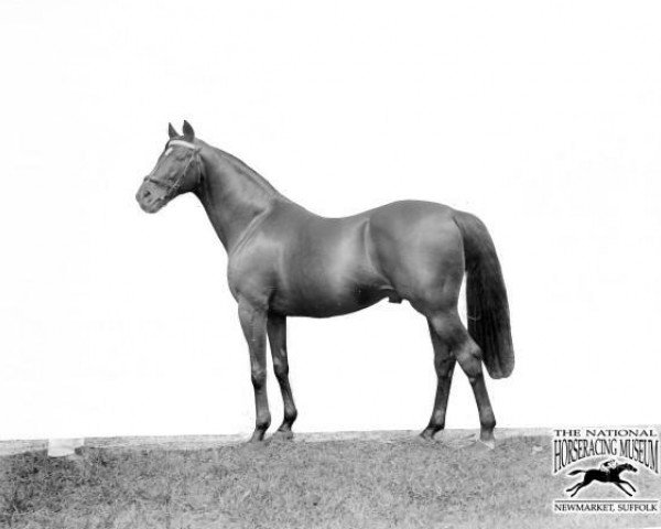 Deckhengst Diamond Jubilee xx (Englisches Vollblut, 1897, von Saint Simon xx)