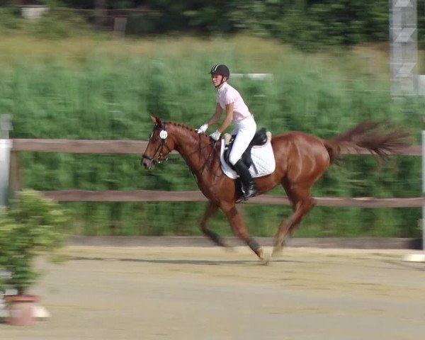 Reitturnier Schönfeld 2018