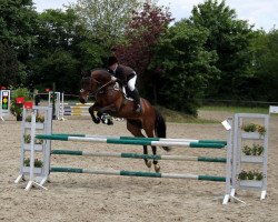 Springpferd Ready Made (Westfale, 2001, von Bmc Roman Nature)