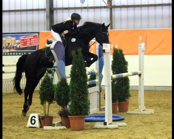 jumper Double Trouble 3 (Hanoverian, 1996, from Drosselklang II)