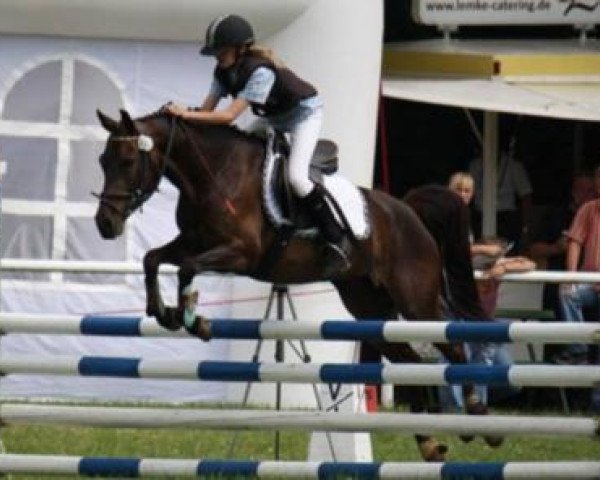 Dressurpferd Clare 3 (Deutsches Reitpony, 2006, von Night-Dream)
