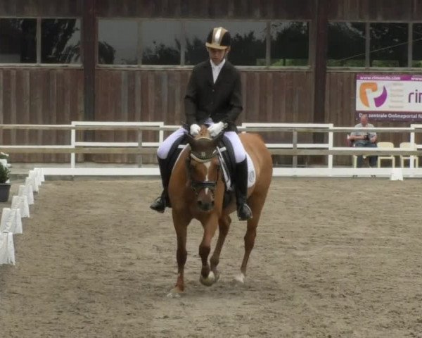 Reitturnier Pellheim-Gerblhof 2018
