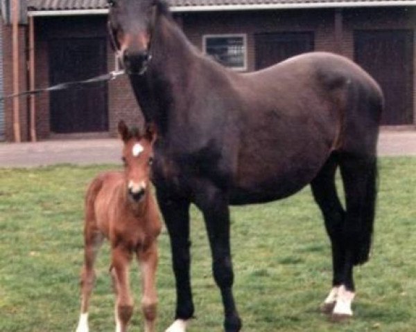 Zuchtstute Samantha (Hannoveraner, 1986, von Saloniki)