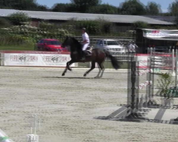 Reitturnier Schülp / Rendsburg 2018