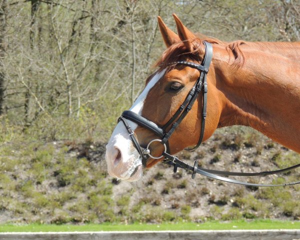 dressage horse Weasley Mr. (Hanoverian, 2004, from Worldly I)