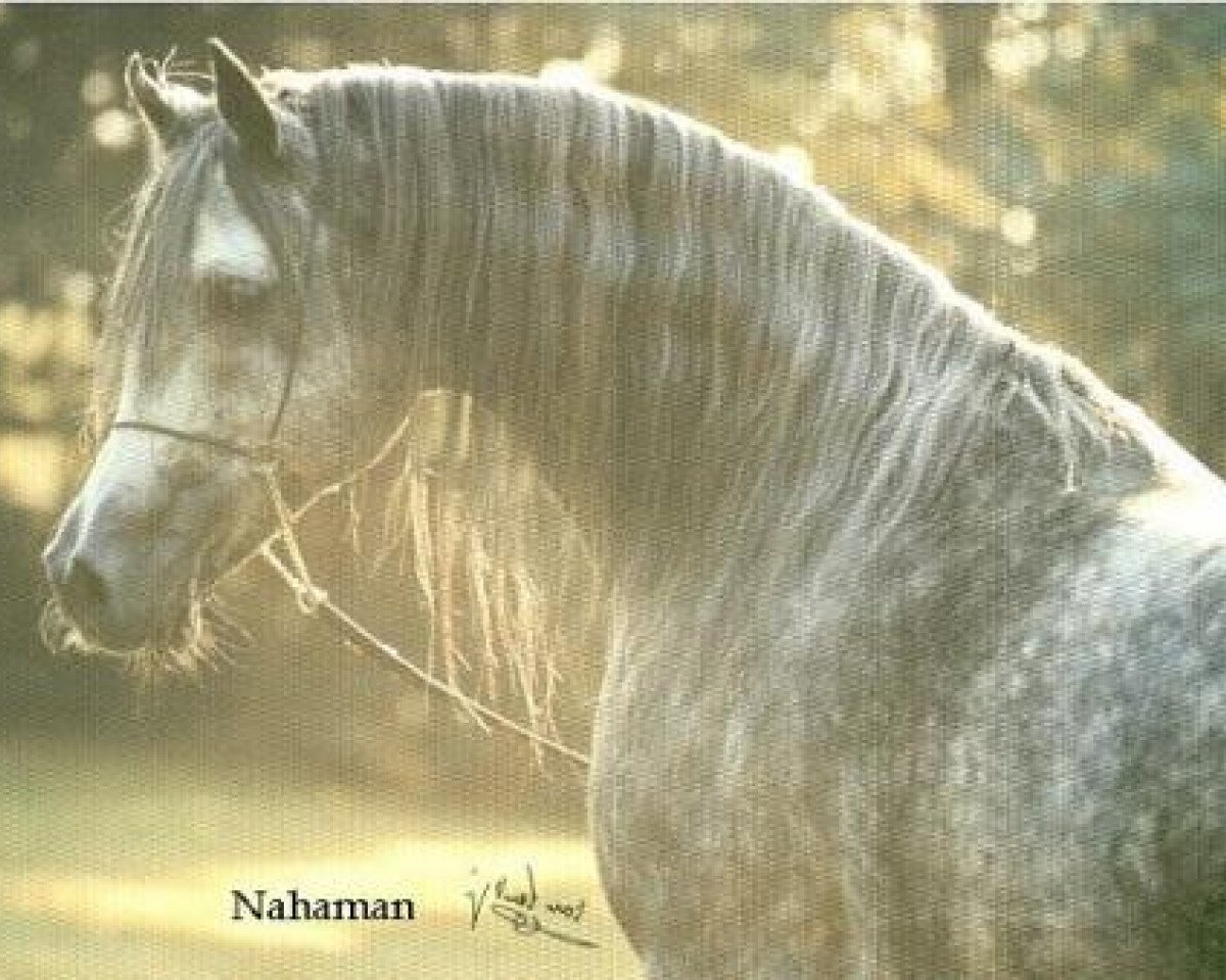 stallion Nahaman ox (Arabian purebred, 1989, from Salaa El Dine EAO)