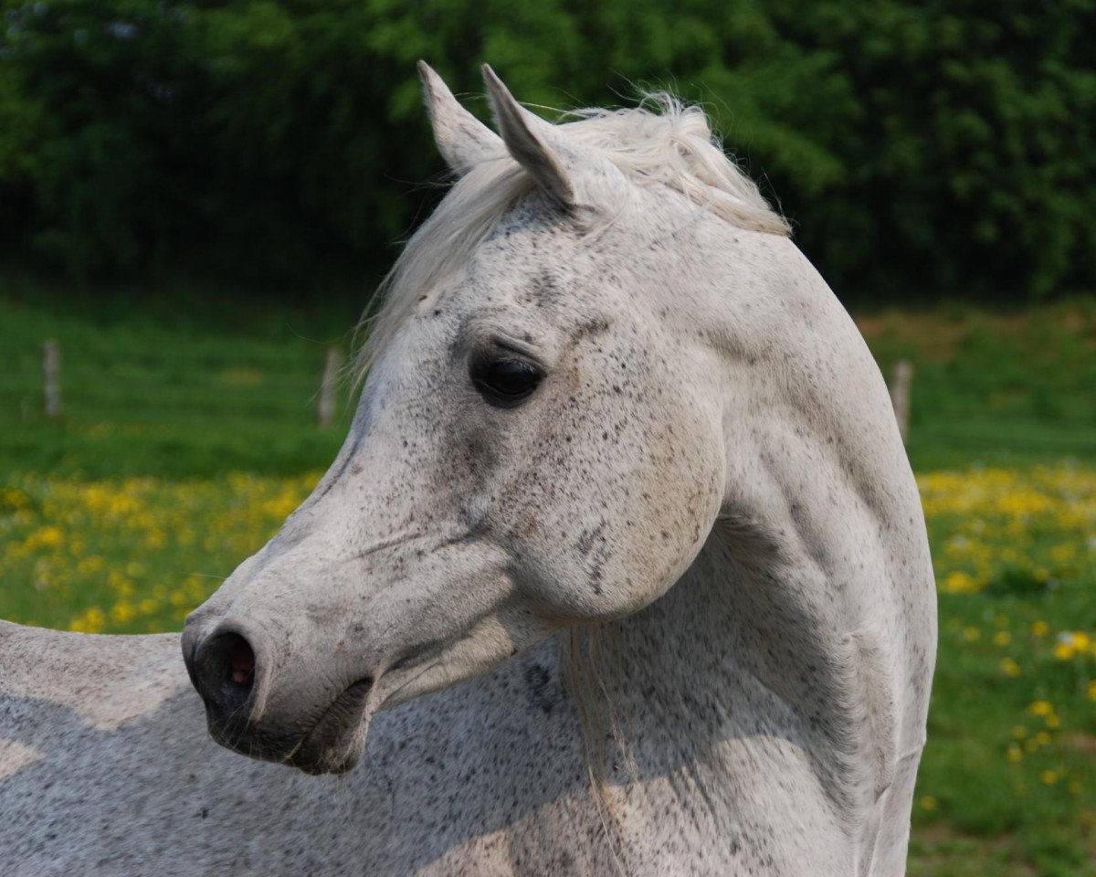 stallion Nahbir El Chamsin ox (Arabian purebred, 1997, from Nahaman ox)