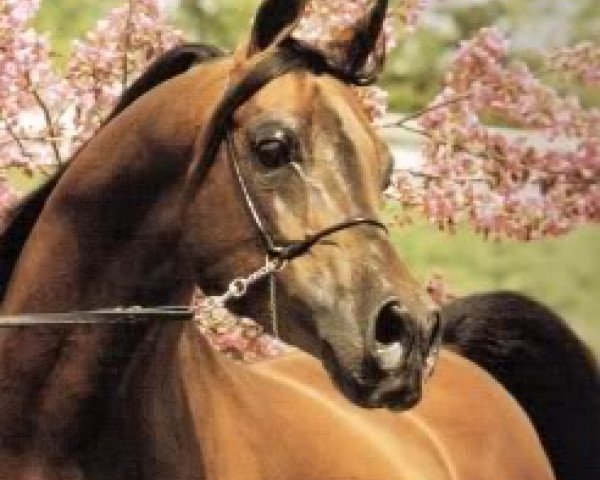 Deckhengst Naturel ox (Vollblutaraber, 1981, von Mag ox) Deckhengst Naturel ox (Vollblutaraber, 1981, von Mag ox)