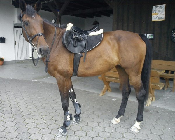 broodmare Lysanne 10 (Holsteiner, 2005, from Landos)