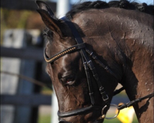 dressage horse Serafina N (Hanoverian, 2004, from Stedinger)