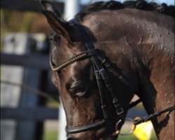 dressage horse Serafina N (Hanoverian, 2004, from Stedinger)